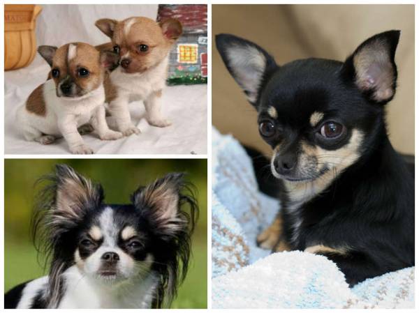 Породи собак з упертим характером