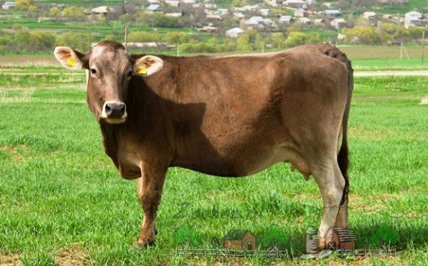 Опис Швіцької породи корів, її фото і відео