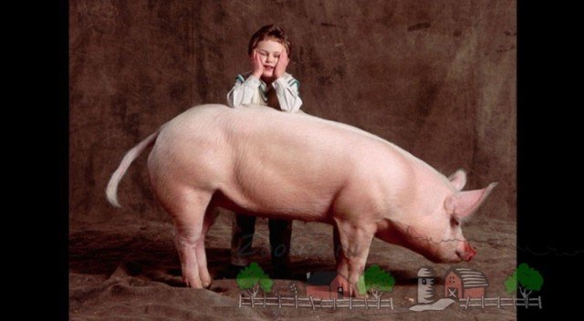 Огляд свиней мясної породи, їх опис та фото