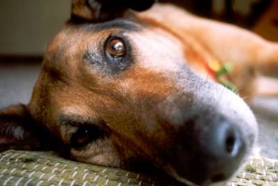 Можливі ускладнення після стерилізації собак