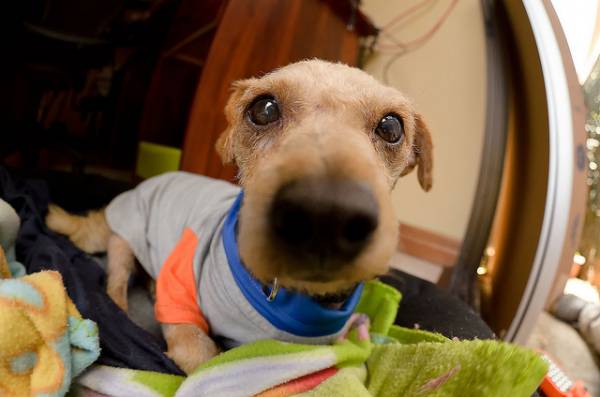 Як приймати пологи у собаки? Детальна інструкція