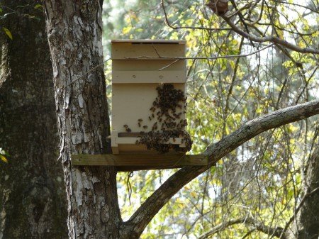 Пастка для бджіл своїми руками: креслення, фото, розташування
