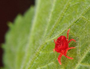 Методи боротьби з павутинним клещем на кімнатних рослинах