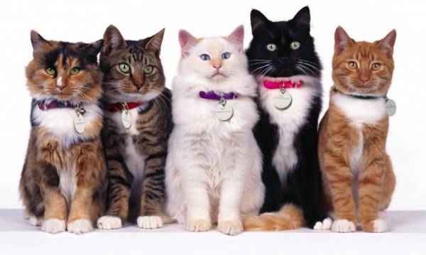 Нашийник від бліх та кліщів для кішок: за, проти і правила безпеки