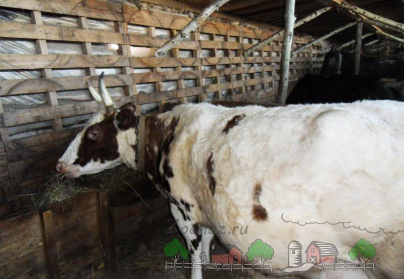 Як визначити тільність корови в домашніх умовах