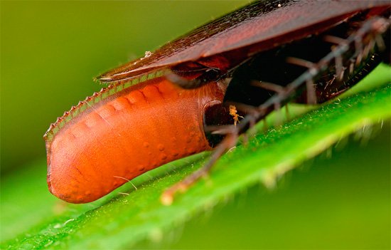Скільки тарганів вилуплюється з одного яйця (фото процесу народження з оотеки вагітної самки) Скільки тарганів вилуплюється з одного яйця (фото процесу народження з оотеки вагітної самки)