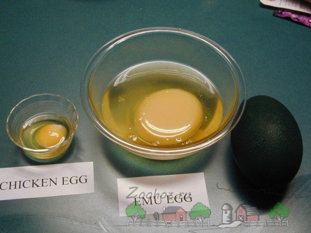Скільки важить яйце страуса і як часто лунають птиці