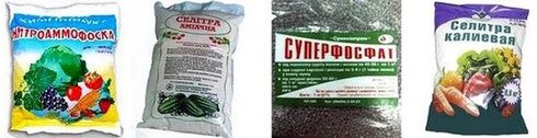 Як правильно виростити здорову розсаду помідорів?