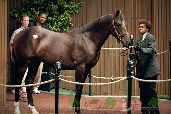 Найдорожча кінь у світі: її відео і фото огляд