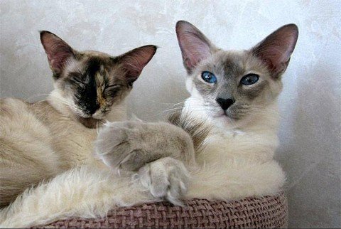 Балінезійська кішка – зовнішні характеристики і особливості породи
