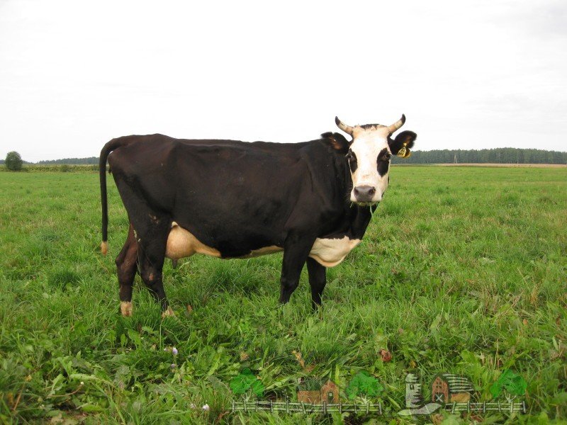 Розглядаємо різні причини зменшення надою корови