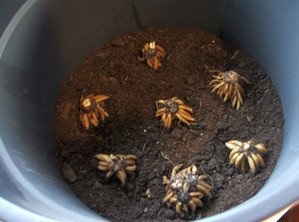 Як і коли здійснюється посадка і догляд за ранункулюсом: фото і відео інструкція