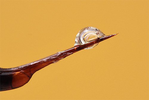 Шершень звичайний і його фото: чи потрібно боятися укусу цієї комахи? Шершень звичайний і його фото: чи потрібно боятися укусу цієї комахи?