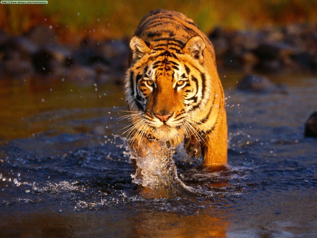 Бенгальські тигри сіли на вимушену дієту