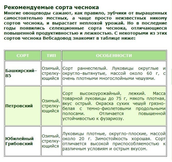 Коли можна садити часник   навесні чи восени?