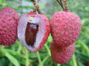 Докладний опис і корисні властивості фрукта з Тайланду Око Дракона