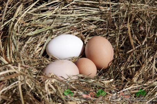 Чому кури їдять свої яйця: причини і методи рішення