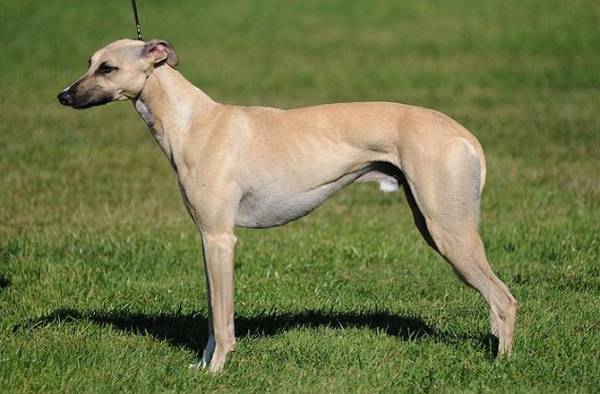 Яку собаку краще завести в квартирі: поради починаючому власнику