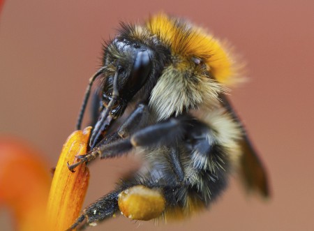 Все про медоносної бджолі: види, будова, біологія (фото)