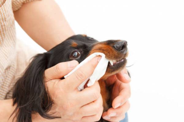 Пародонтоз у собак: ознаки, лікування та профілактика