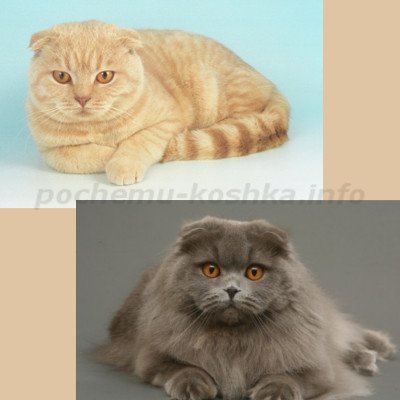 Скоттиш фолд (порода кішок шотландська капловуха)   зовнішність, характер, ціна і вибір кошеня