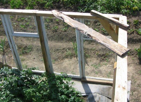 Теплиця з рам своїми руками: поради і тонкощі Теплиця з рам своїми руками: поради і тонкощі