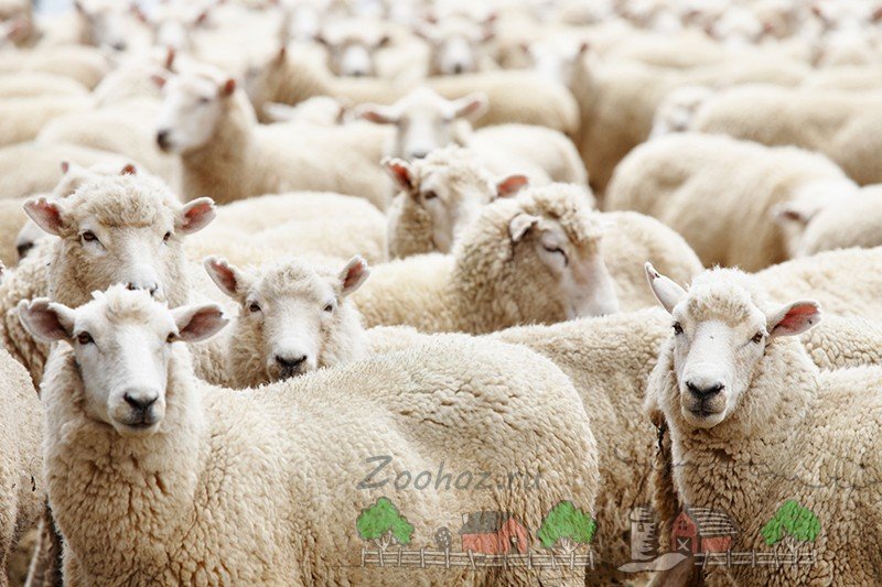 Розведення овець в Білорусі в домашніх умовах