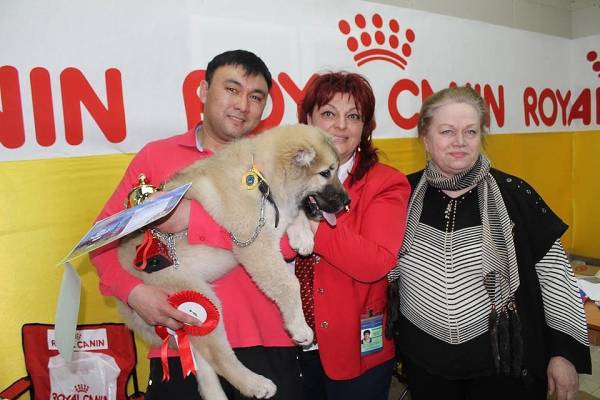 Гампр – вірменський вовкодав: все про породу