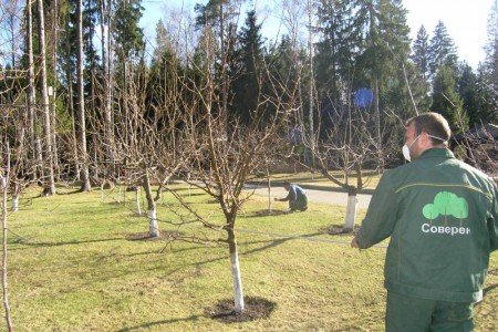 Павутинний кліщ на яблуні: причини появи, як боротися