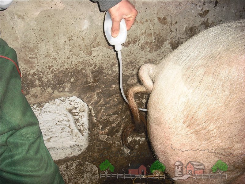 Штучне осіменіння свиней в домашніх умовах