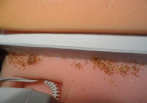 Знищення домашніх мурашок в квартирі Знищення домашніх мурашок в квартирі