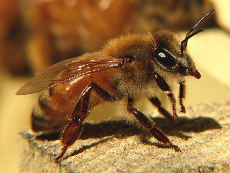 Все про Італійської породи бджіл: відгуки бджолярів, фото