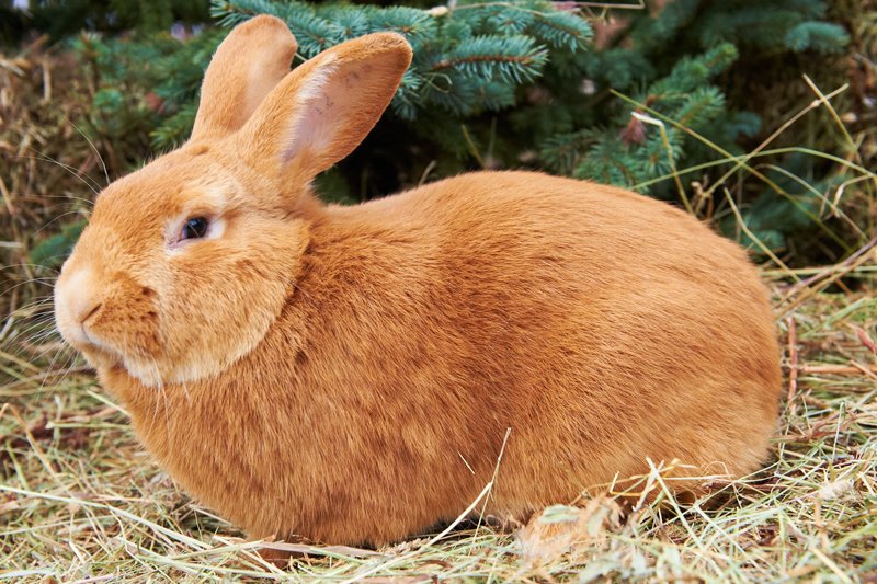Великі кролики   огляд найбільш популярних порід   Фермерський сайт