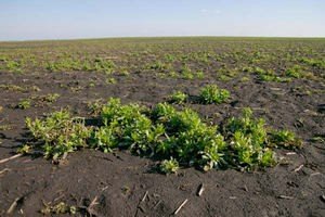 Вирощування сої на своїй дачі