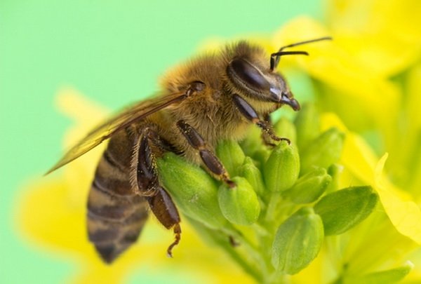 Вибираємо породу бджіл: Карпатка і Середньоросійська   Фермерський сайт