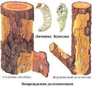 Шкідники деревини: народні, хімічні способи боротьби з ними