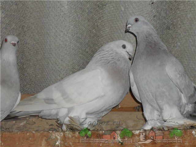 Огляд породи голубів Касаны, їх фото та відео
