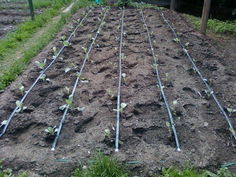 Полив у теплиці своїми руками: пристрій і рішення