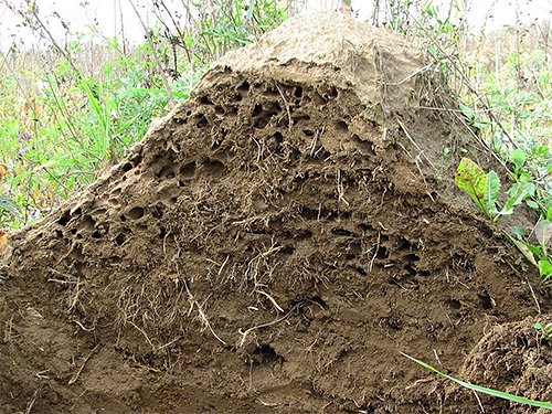 Скільки живуть мурахи і як протікає їхнє життя у мурашнику