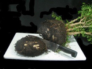 Як виростити фікус Бенджаміна у стилі бонсай своїми руками?