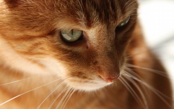 Нотоэдроз   симптоми і лікування корости у кішок