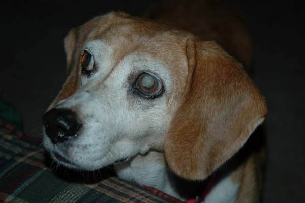 Глаукома   підвищений внутрішньоочний тиск у собак