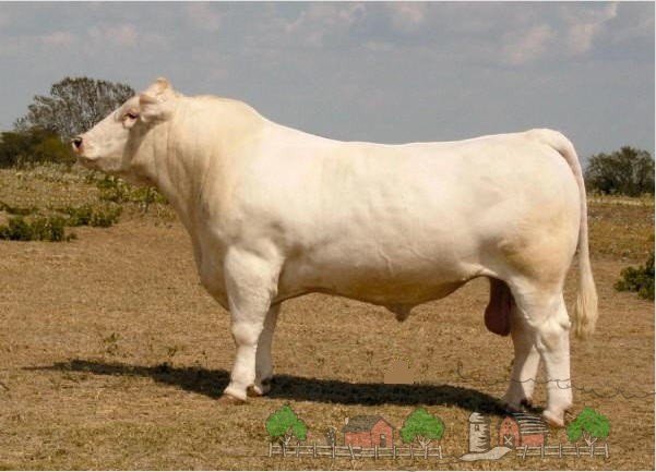 Породи биків мясного напрямку: огляд і фото
