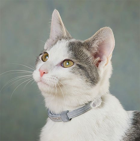 Блохи у кота: що робити?