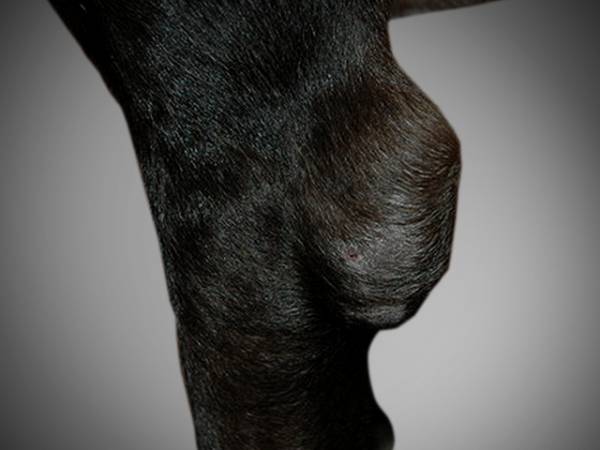 Бурсит у собак   все про запаленні суглобів