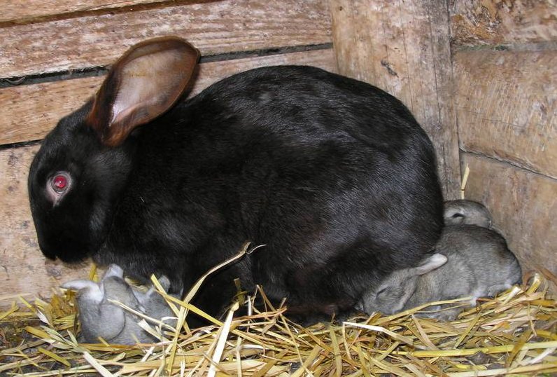 Мастит у кролиці: симптоми хвороби і її лікування
