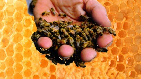 Вірусний параліч бджіл: ознаки і чим лікувати гостру хворобу