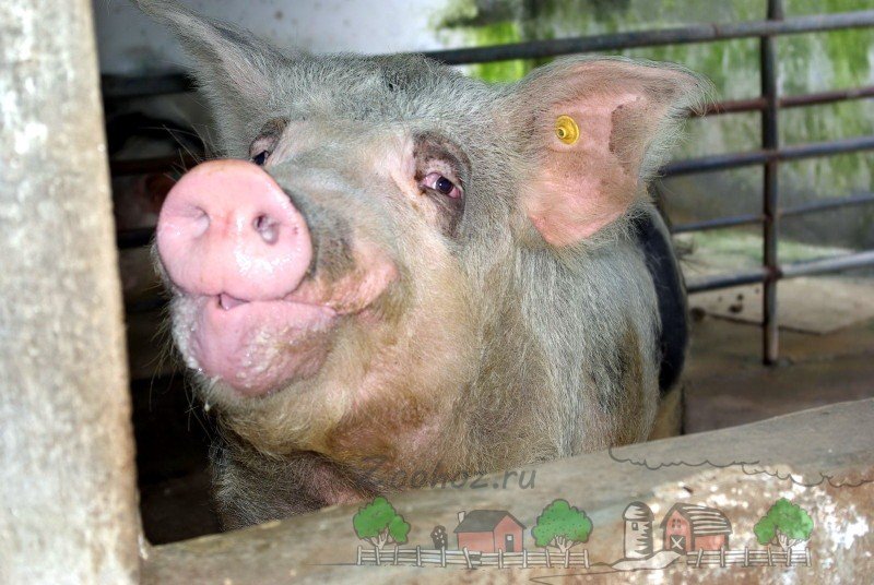 Як проходить злучка у свиней: цікаві факти та відео