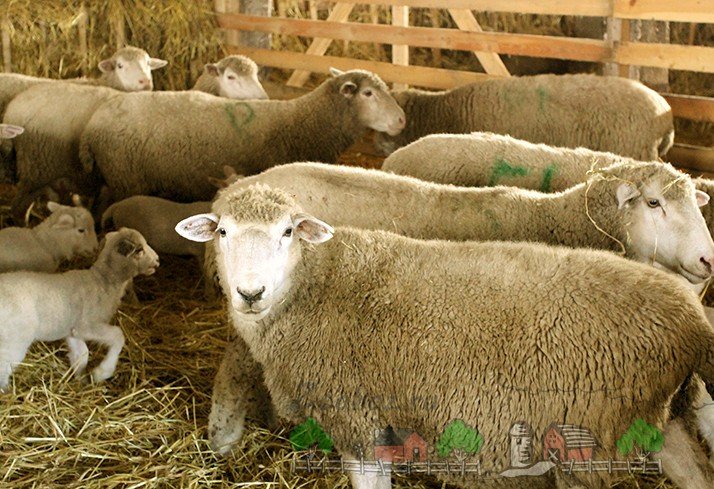 Огляд мясних порід овець і баранів, їх опис, фото і відео