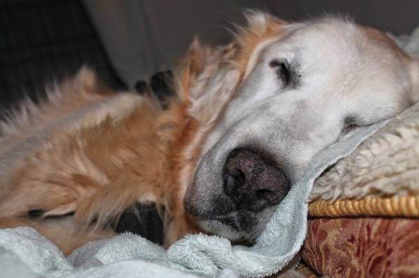 Пролежні у собак   причини і профілактика наслідків